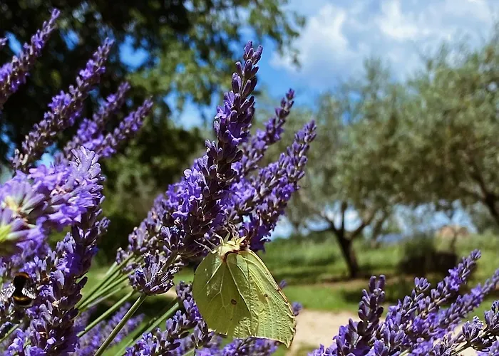Bokalu With Private Pool Poreč